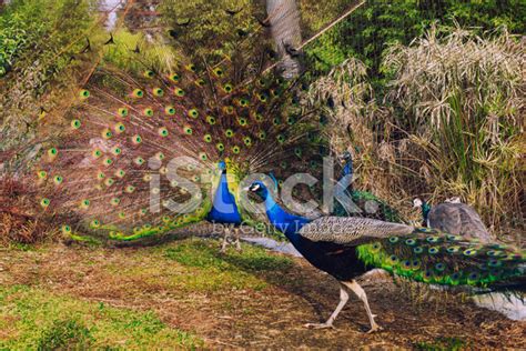 Peacock Showing Full Display Stock Photo | Royalty-Free | FreeImages