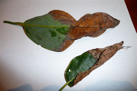 Avocado Plant Leaves Turning Brown Information Chocmales