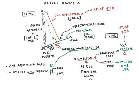 Hesselbachs Triangle Tcml The Charsi Of Medical Literature