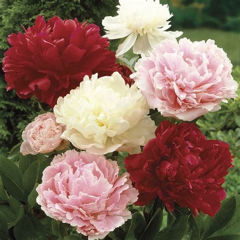 Paeonia Mixed Varieties Peony | Wayside Gardens