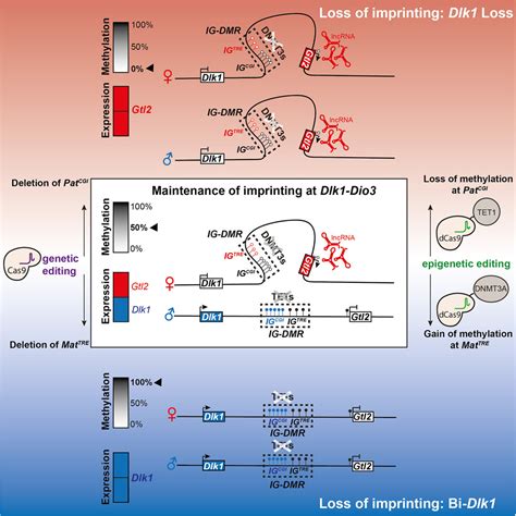 A Bipartite Element With Allele Specific Functions Safeguards Dna