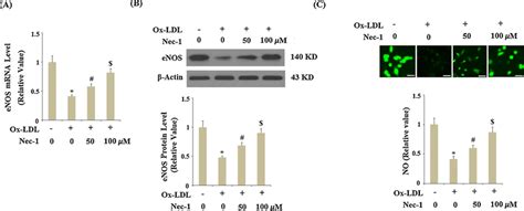 Blockage Of Rip1 Activity By Its Specific Antagonist Necrostatin 1