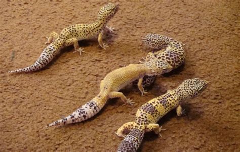 Several Leopard Gecko Tank and Terrarium Options - Leopard Gecko Care