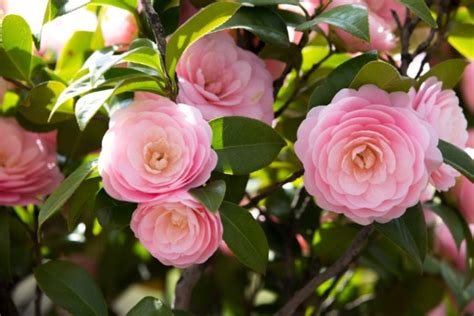 How To Propagate Camellia From Cuttings Garden Lovers Club