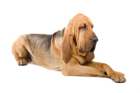 Bloodhound Dogs Dog Breeds