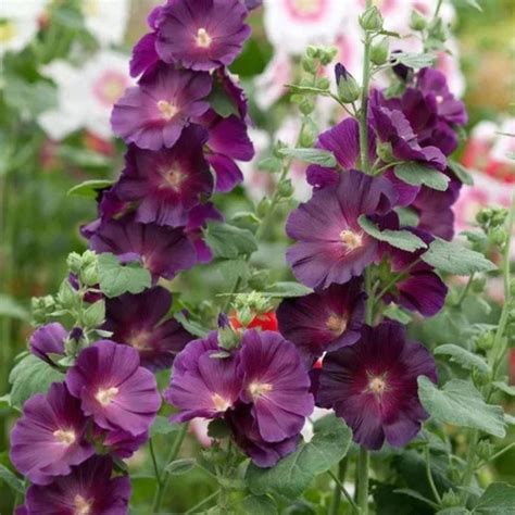 Alcea Rosea Purple Rain Hollyhock