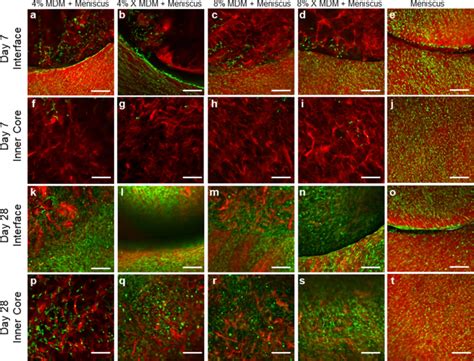 Meniscus-Derived Matrix Scaffolds Promote the Integrative Repair of ...