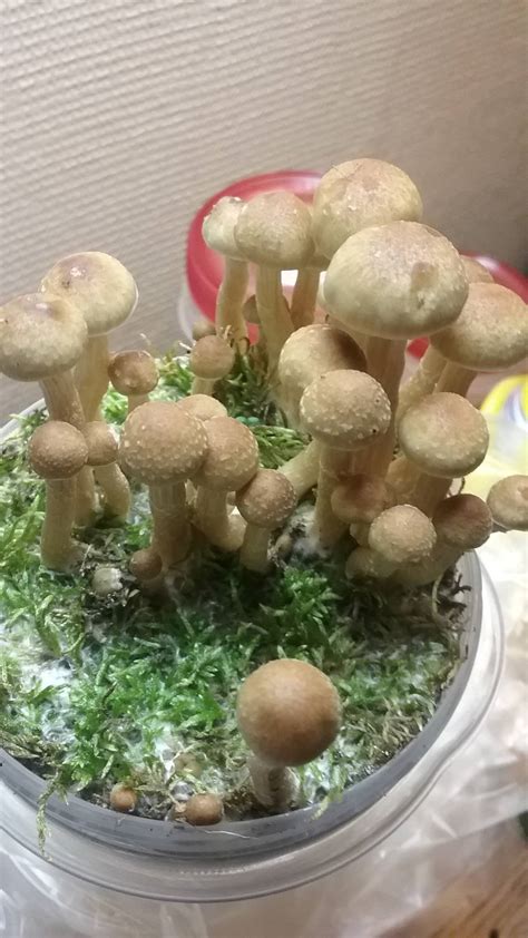mixed signals bulk grow  fruit      tcs mushroom