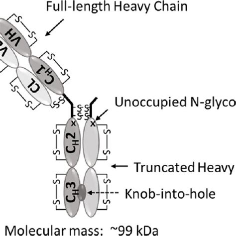 Schematic structure of the monovalent mAb1 | Download Scientific Diagram