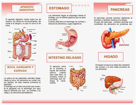 Fisiologìa Del Aparato Digestivo Una Introducción De La Fisiología Del Aparato Digestivo Con