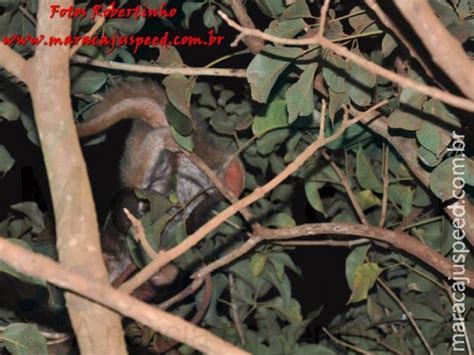 Bombeiros de Maracaju capturam tamanduá mirim em uma árvore Maracaju