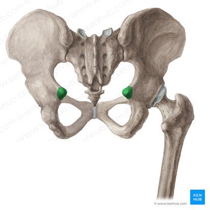 Ischial spine: Anatomy and function | Kenhub