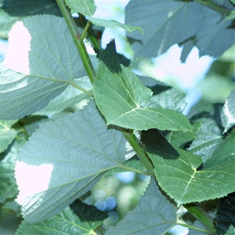 Silberlinde Tilia Tomentosa Brabant Gelb