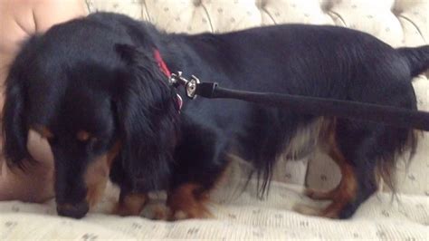 Werner Dog Meets Wiener Dog Youtube