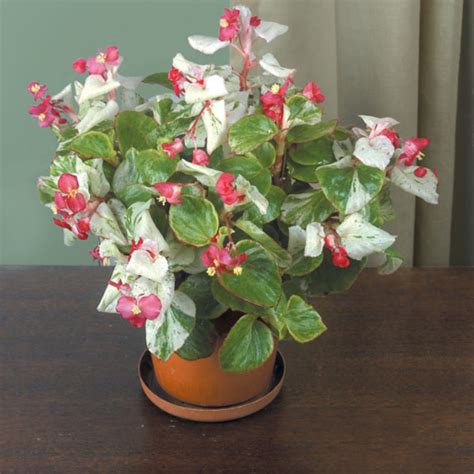 Begonia ‘calla Lily’ Begonia Fibrous Hybrid