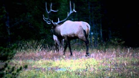 Elk Mating Call Yellowstone Youtube