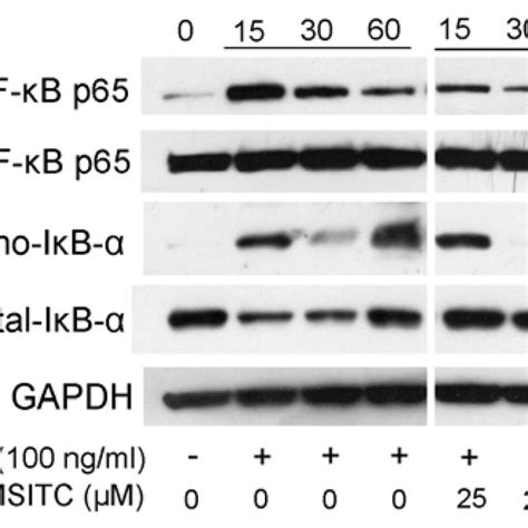 6 Msitc Mediated Inhibition Of A Nf κb Pathway In Tnf α Stimulated Download Scientific Diagram