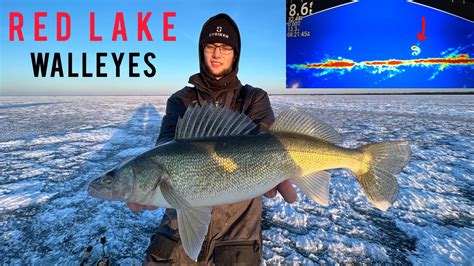 Slammin First Ice Walleyes On Upper Red Lake Livescope Footage