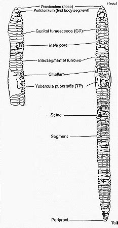 Learn Worm Anatomy and Biology | Great Lakes Worm Watch | UMN Duluth