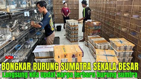 Updaet Harga Burung Ombyokan Sumatra Kinoy Siri Prenjak Klawu