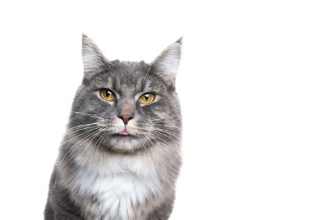 Cat Sticking Tongue Out And Shaking Head Baron Blogged Photos