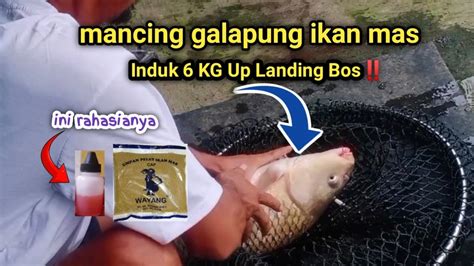 Edan Si Bos Juara Induk Induk Kg Up Landing Umpan Cuma Pake Pelet