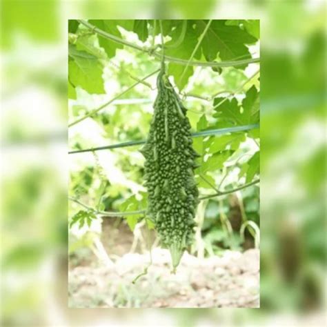 Hybrid None Vnr Aakash Bitter Gourd Seeds 50gm Packaging Type 50 Gm Packaging At Rs 583 Pack