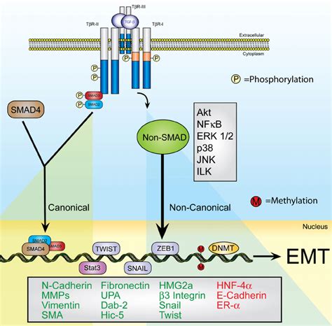 Tgf B Signaling Pathway