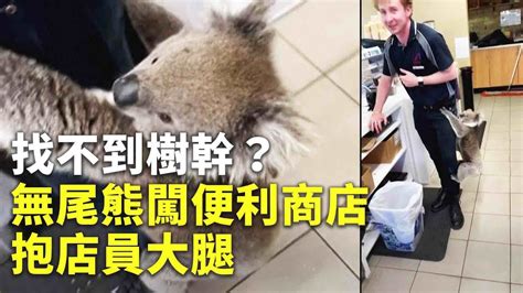 找不到樹幹？無尾熊闖便利商店抱店員大腿 可愛動物 國際新聞 Youtube