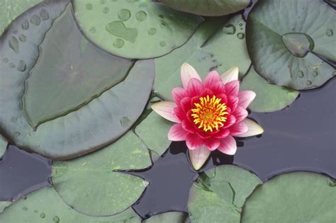 9 Traditional Japanese Plants For Your Garden