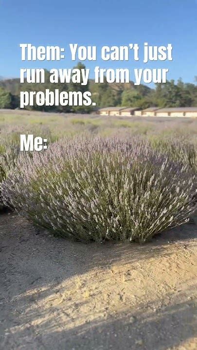 Using Lavender To Solve All My Problems Youtube