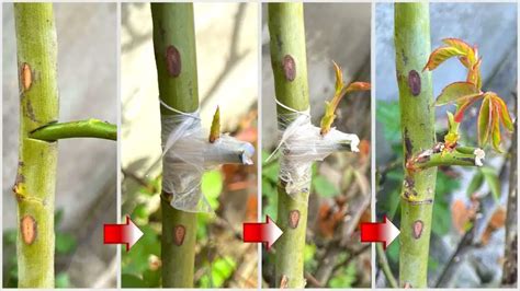 Innovative Grafting Method for Roses: A Comprehensive Guide – Garden ...