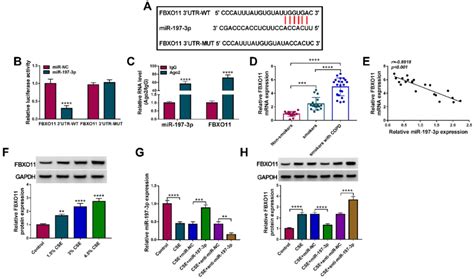 Fbxo11 Is A Target Of Mir 197 3p In 16hbe Cells A The Putative