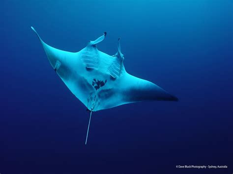 Manta Ray Peaceful And Mysterious Ocean Giant