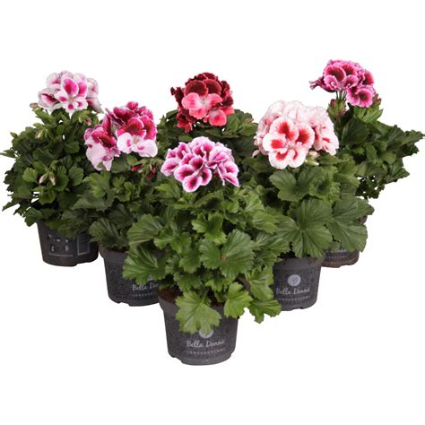 Obi Geranie Bella Donna Bicolor Sortiert Topf Ca Cm Pelargonium