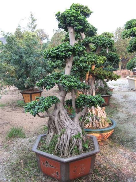 Aerial Roots Ficus Hbh R China Ficus Bonsai And Tree Banyan