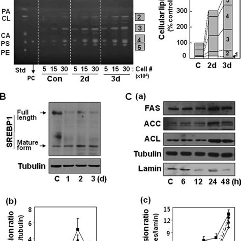 Ectopic Expression Of Mature Srebp Induces Senescence Of Chang Cells