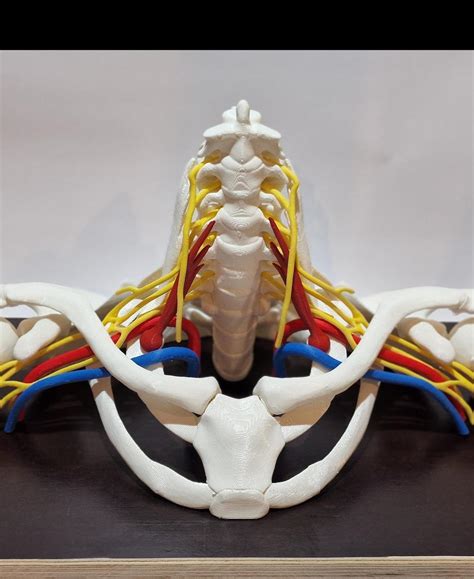 16 Piece Full Size Brachial Plexus Model 3d Model By Davemakesstuff