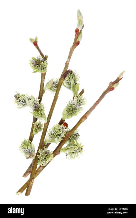 Spring April Twigs With Flowering Buds Of Wild Willow Tree Isolated On