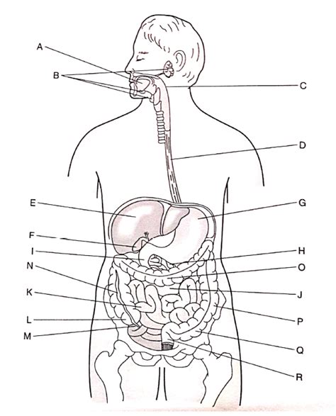 Digestive System Diagram With Labels