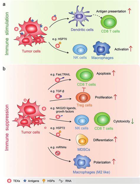 Functions Of Texs In Tumor Immune Environment A Texs Present Tumor