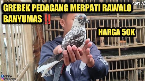 Grebek Penjual Merpati Tinggian Murah Pak Doko Youtube