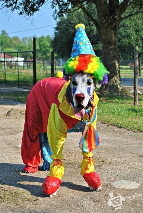 Clown Great Dane Costume Dog Halloween Costumes Great Dane Funny