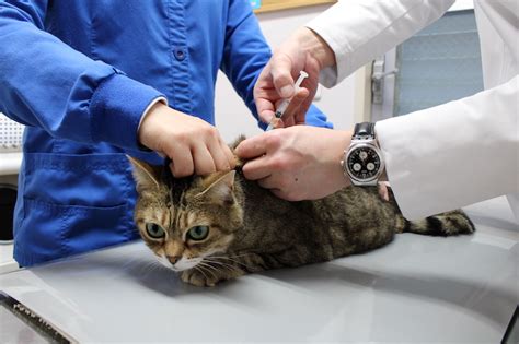 猫の予防医療 藤井動物病院 横浜市港北区菊名（菊名駅から徒歩5分）