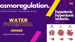 OSMOREGULATION OsmosisWater potentialSolute potential H... | Doovi