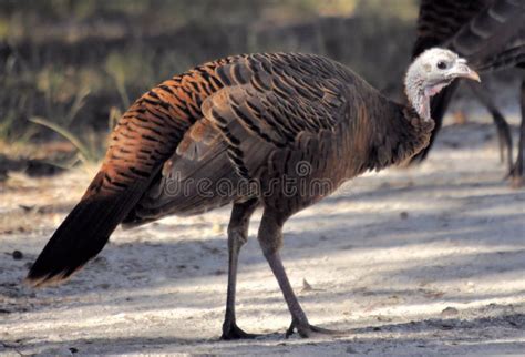 The Wild Turkey Of South Florida Stock Image Image Of Wild Preserve