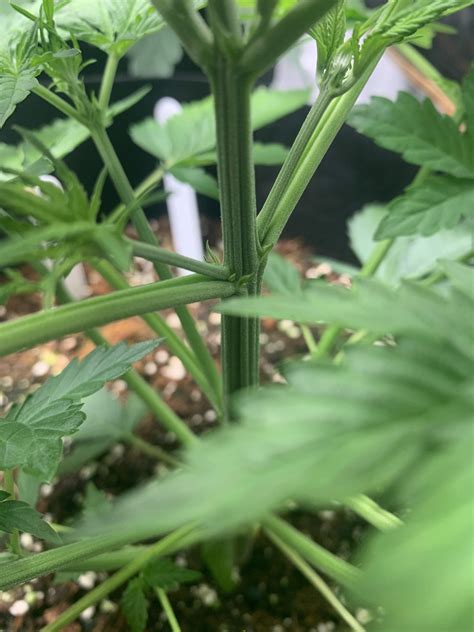 Showing Sex Grow Question By IsseyBukkake GrowDiaries