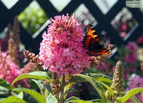 Cruelty Trampling Quagmire Miniature Butterfly Bush Loss Glad Naked