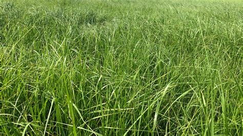 Teff Grass Why All The Hype Renovo Seed