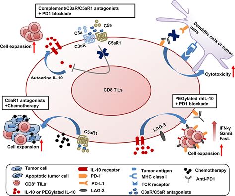 Frontiers The Complement Receptors C Ar And C Ar Are A New Class Of